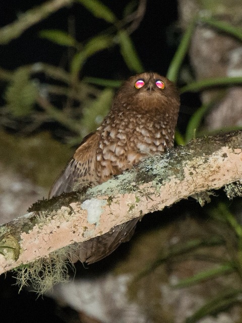Ninox ios