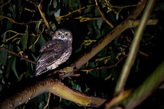 Ninox leucopsis
