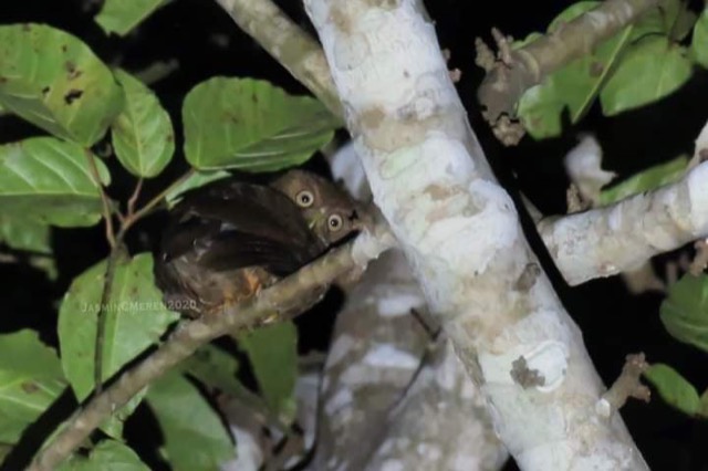 Ninox leventisi