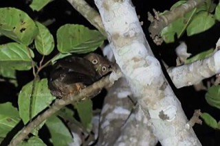 Ninox leventisi