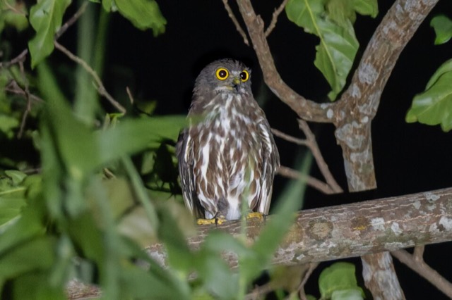 Ninox randi