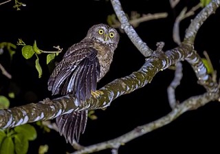 Ninox rumseyi