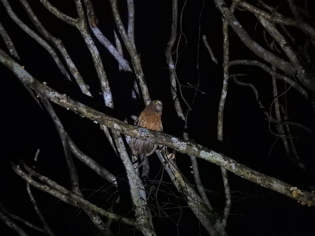 Ninox sumbaensis