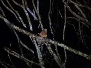 Ninox sumbaensis