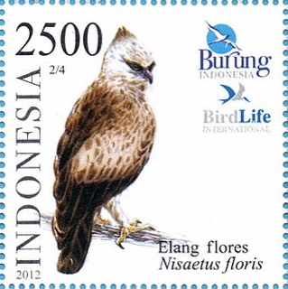 Nisaetus floris