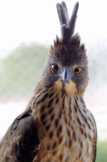 Nisaetus pinskeri