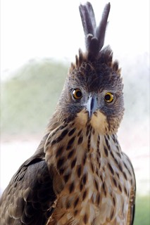 Nisaetus pinskeri