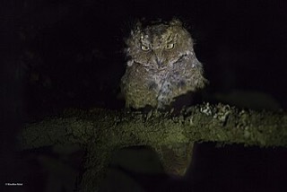 ジャワコノハズク