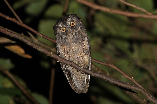 Otus collari