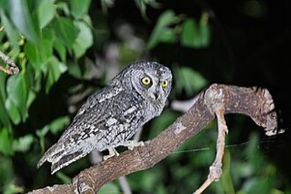 Otus cyprius