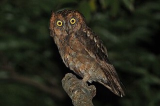 リュウキュウコノハズク