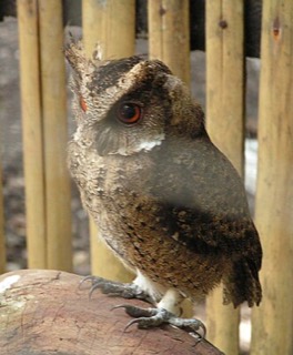 Otus everetti