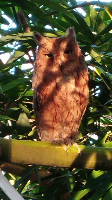 Otus mayottensis