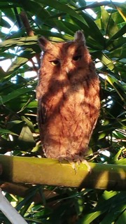 Otus mayottensis