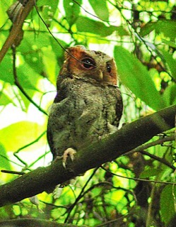 Otus nigrorum