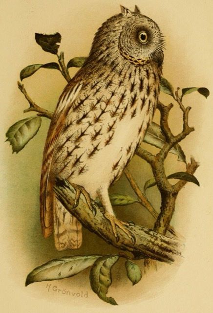 Otus socotranus