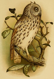 Otus socotranus