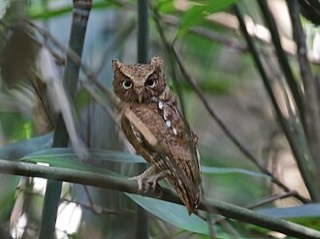 タイワンコノハズク