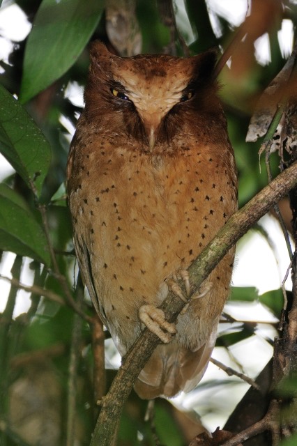 Otus thilohoffmanni