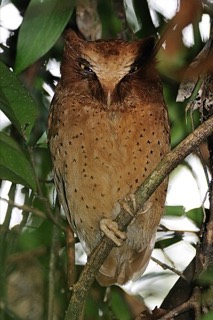 Otus thilohoffmanni
