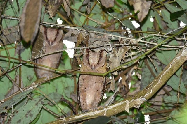 Phodilus assimilis