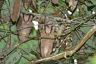 Phodilus assimilis