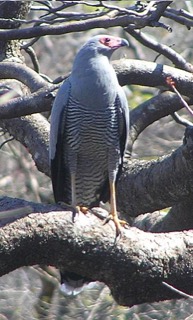 マダガスカルチュウヒダカ