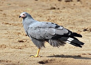 アフリカチュウヒダカ