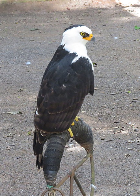 セグロクマタカ