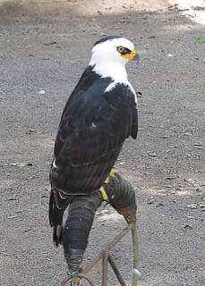 セグロクマタカ