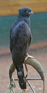 クロクマタカ