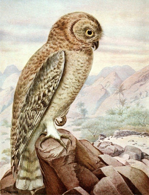 ウスイロモリフクロウ