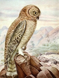 ウスイロモリフクロウ