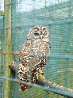 Strix chacoensis