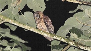 チャイロアメリカフクロウ