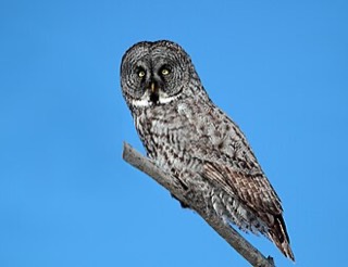 カラフトフクロウ