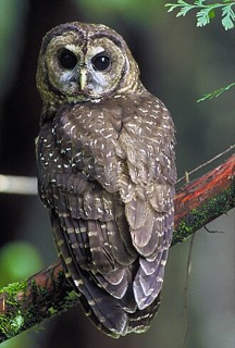 ニシアメリカフクロウ