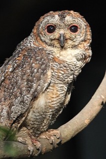 インドモリフクロウ