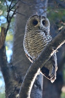 アカアシモリフクロウ