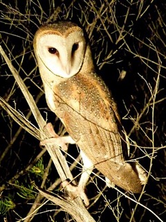トウヨウメンフクロウ