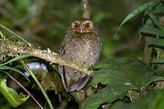 カオカザリヒメフクロウ